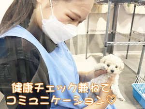 ２年生、子犬のお世話☆